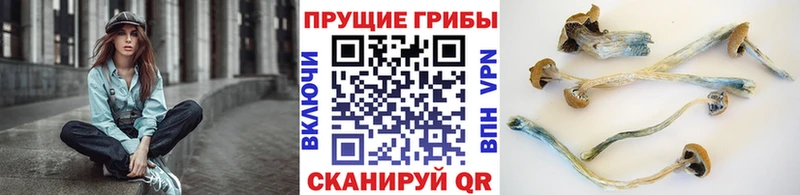 Галлюциногенные грибы мухоморы  магазин продажи   Красный Холм 